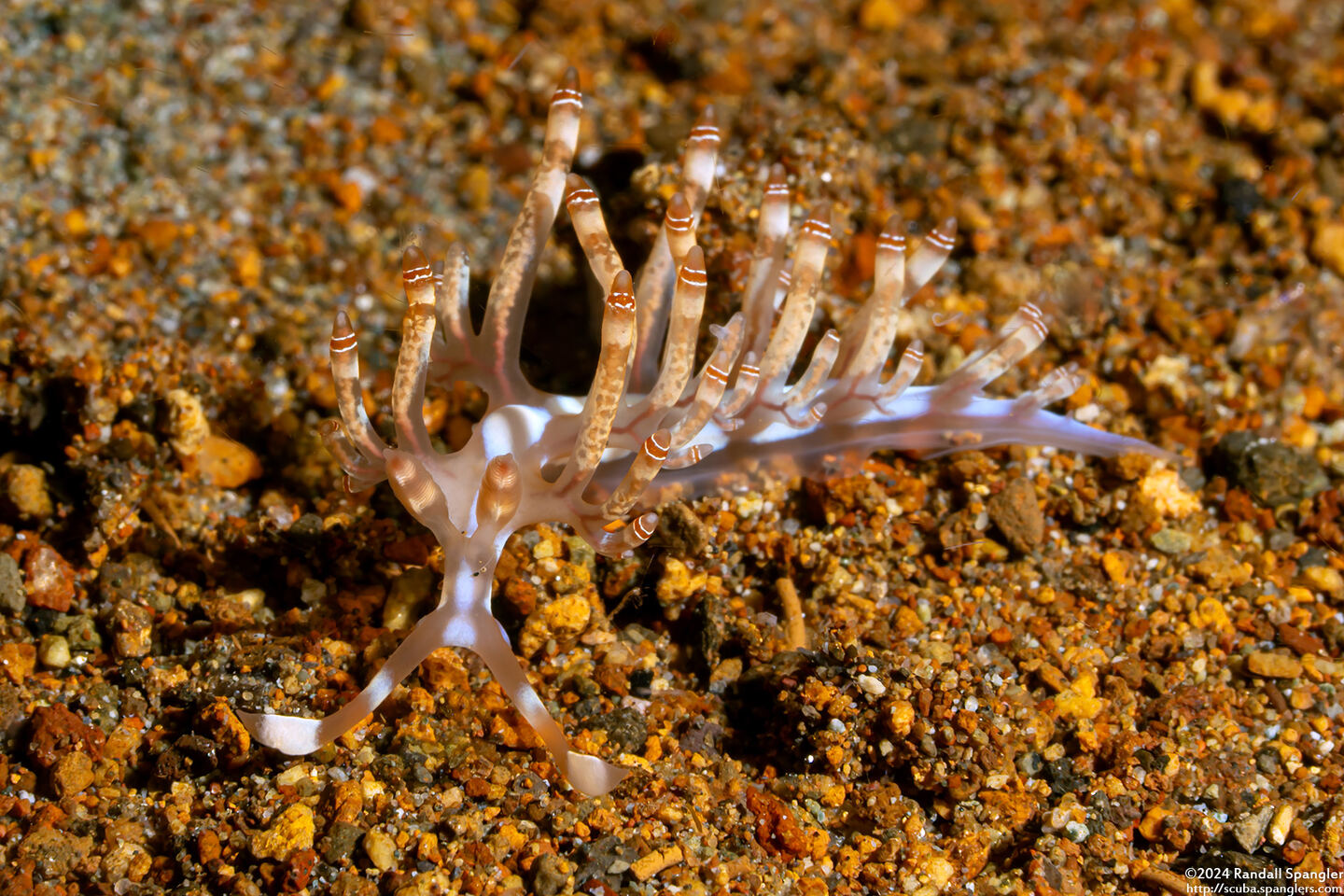Samla bilas (Double-Ringed Samla)