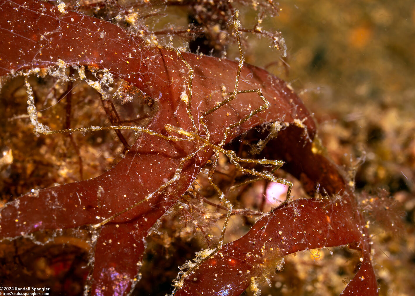 Class Pycnogonida (Sea Spider)