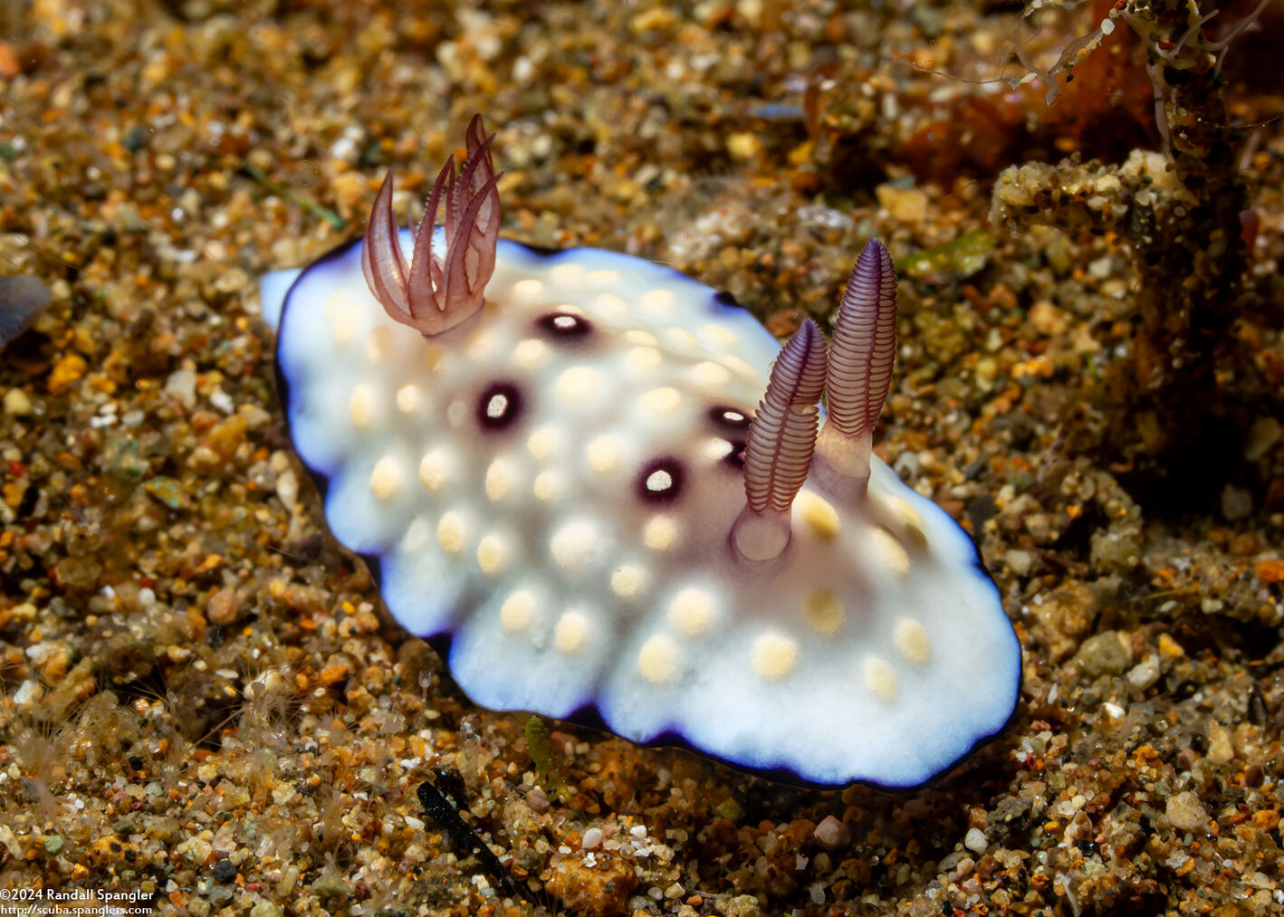 Goniobranchus hintuanensis (Goniobranchus Hintuanensis)