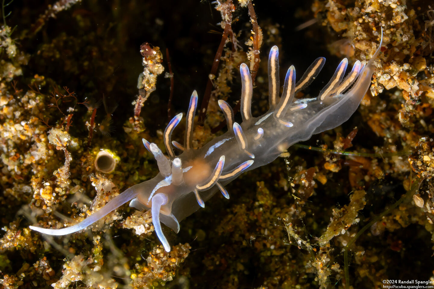 Phyllodesmium opalescens (Opalescent Phyllodesmium)