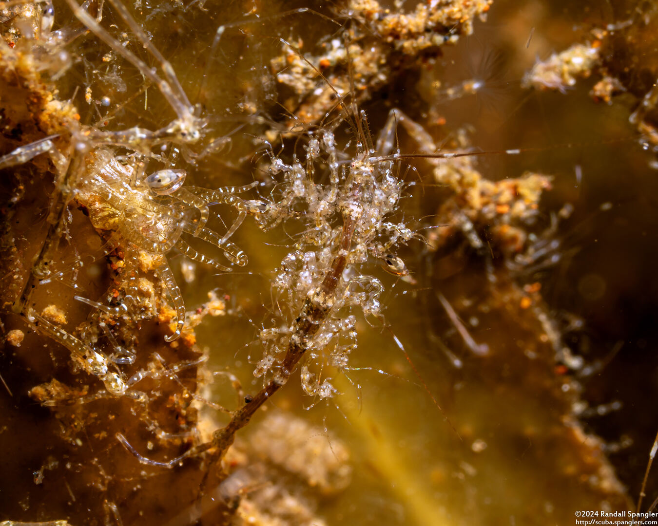 Caprella sp.1 (Skeleton Shrimp); Carrying young