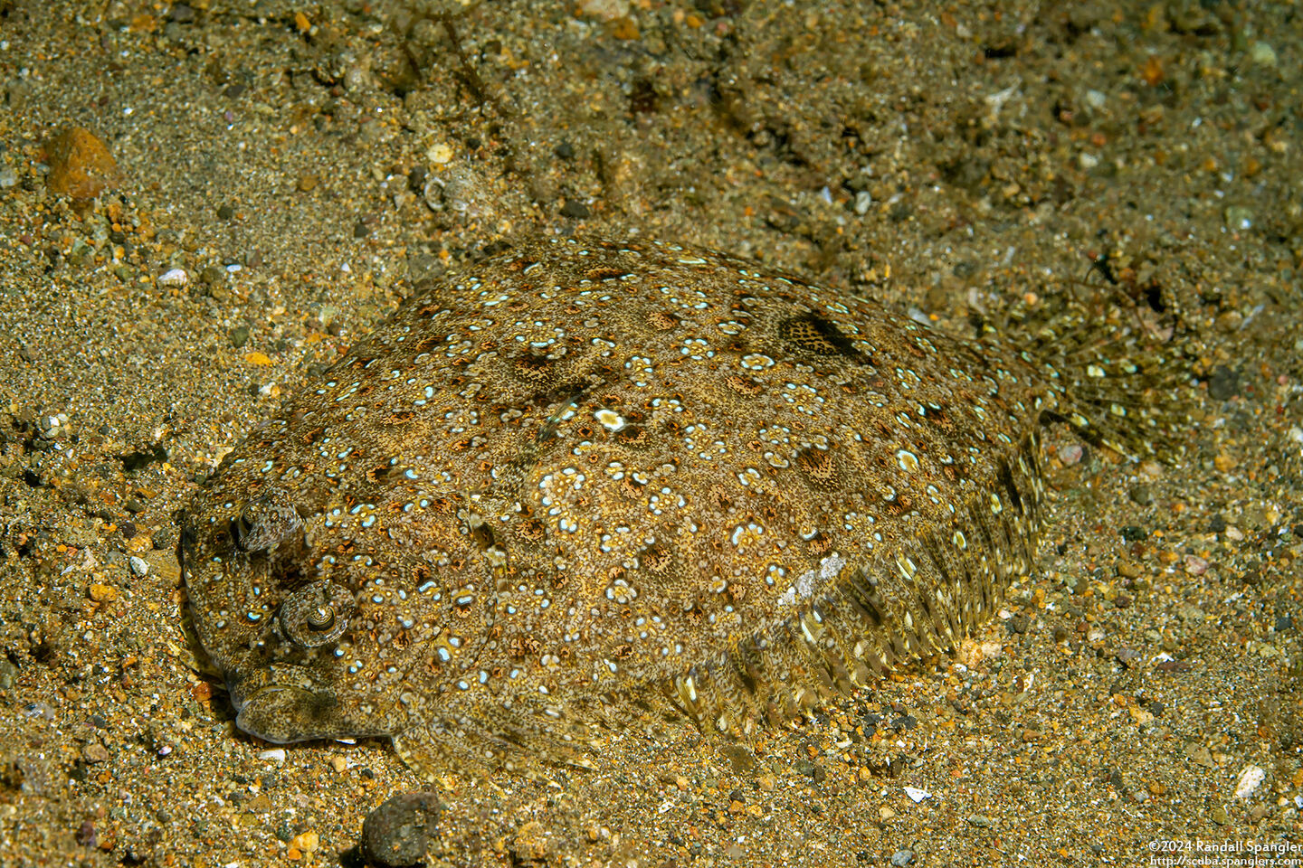 Bothus pantherinus (Panther Flounder)