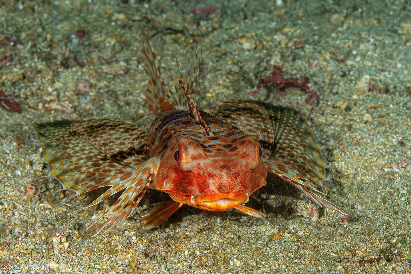 Dactyloptena orientalis (Helmut Gurnard)