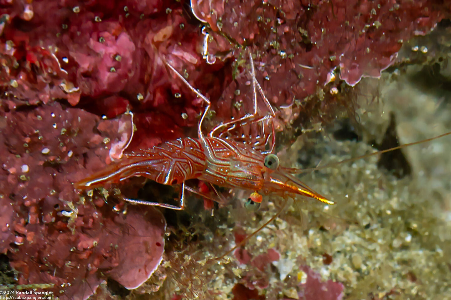 Rhynchocinetes durbanensis (Dancing Shrimp)