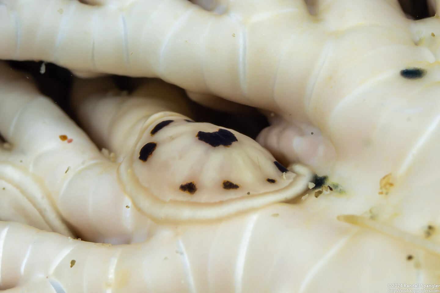 Myzostomatidae sp.1 (Myzostomid Worm)