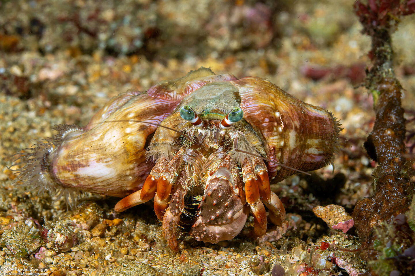 Dardanus pedunculatus (Anemone Hermit Crab)