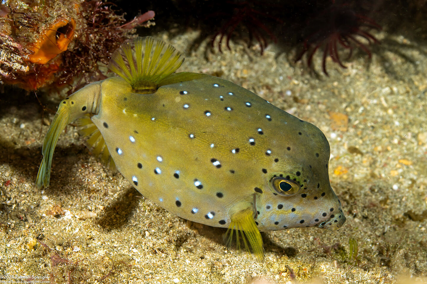 Ostracion cubicum (Yellow Boxfish)