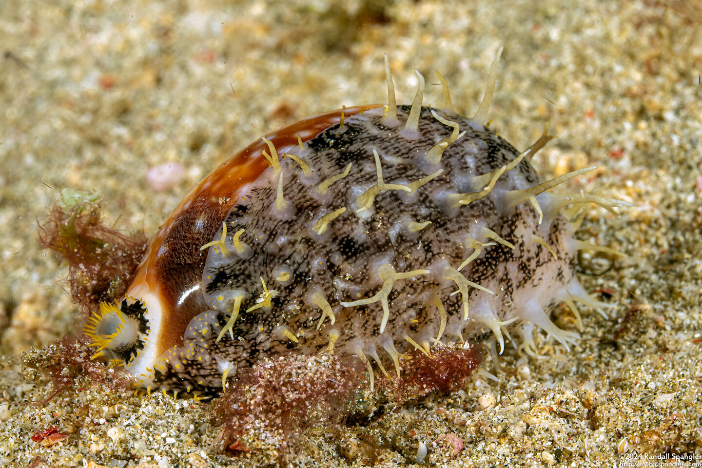 Lyncina vitellus (Pacific Deer Cowry)