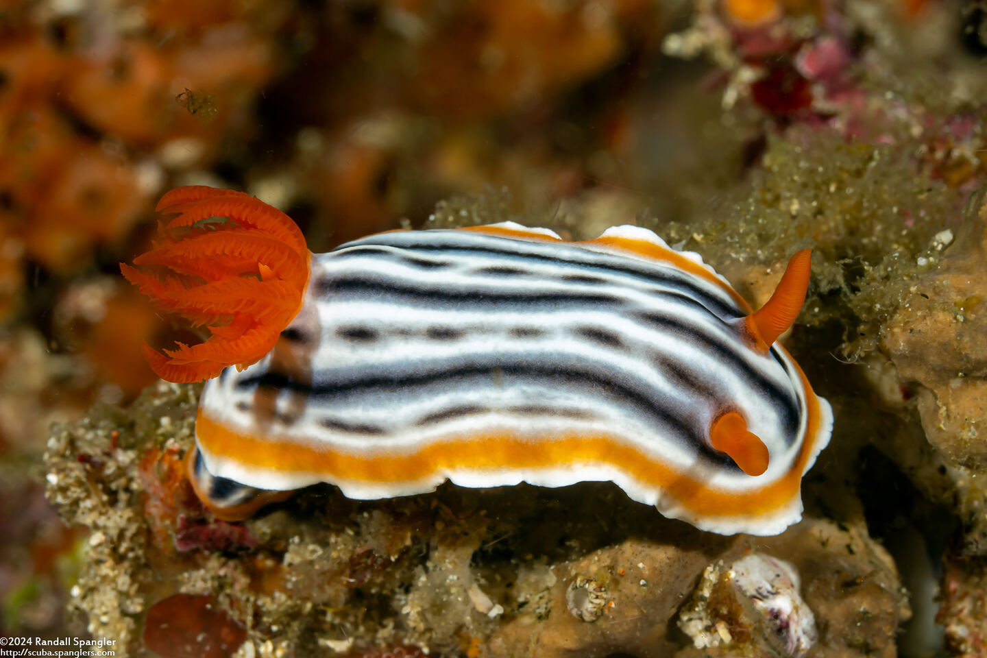 Chromodoris magnifica (Magnificent Chromodoris)