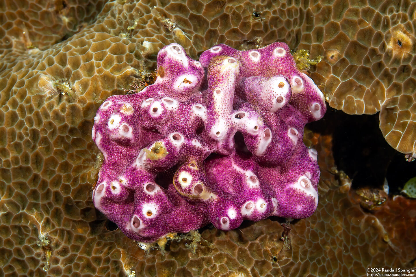 Didemnum membranaceum (Didemnum Membranaceum)