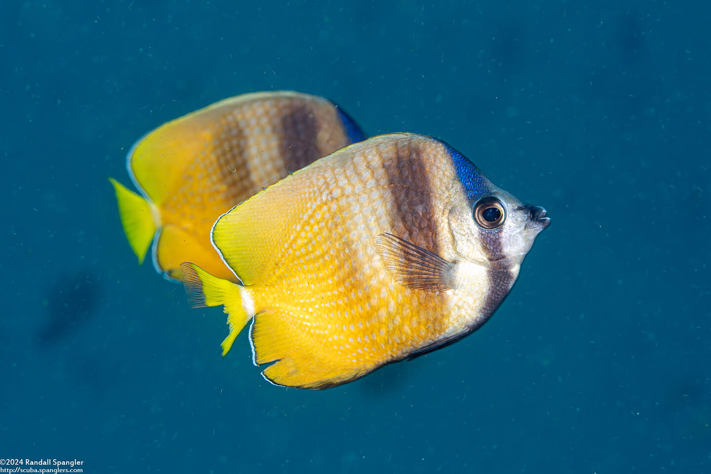 Chaetodon kleinii (Blacklip Butterflyfish)