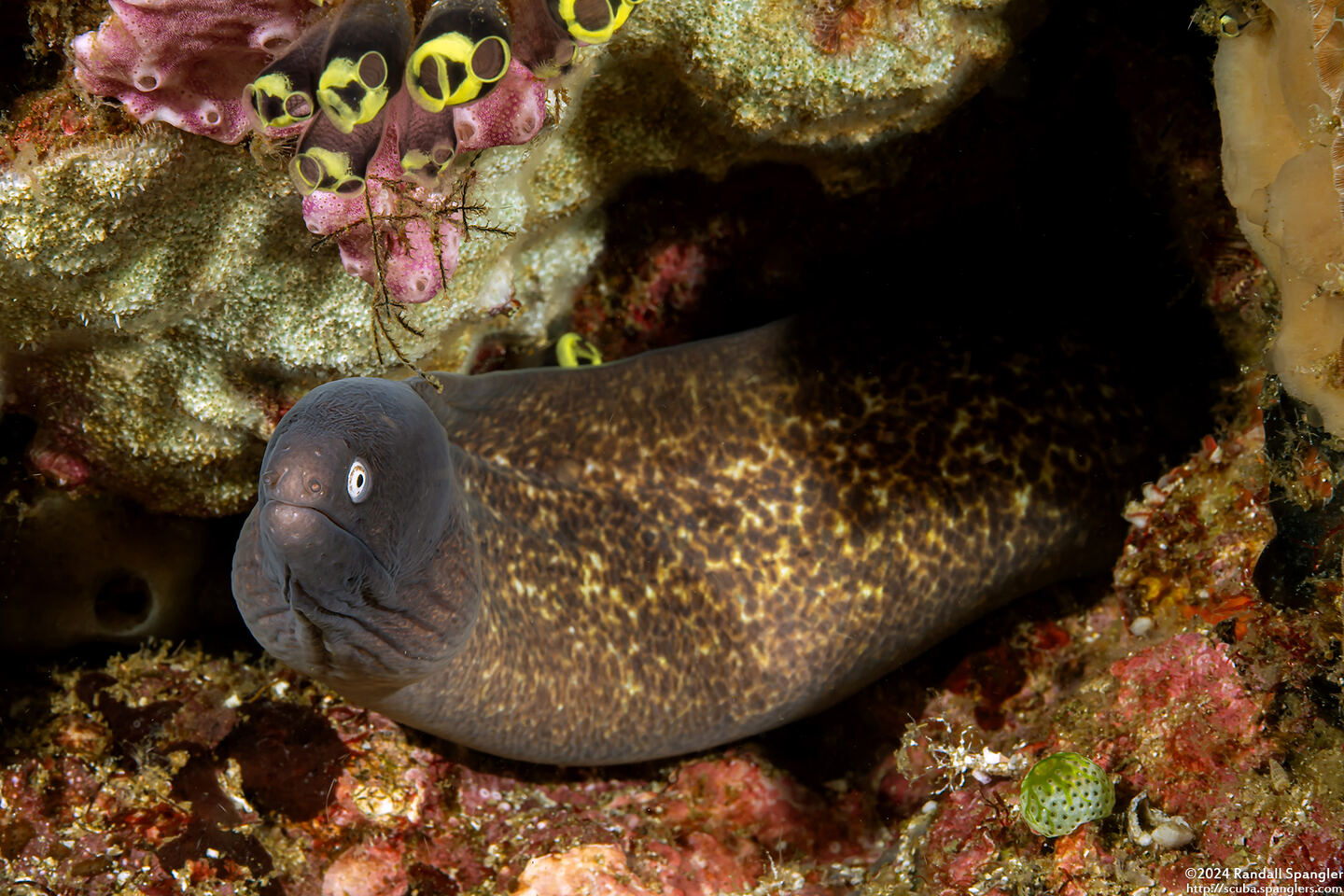Gymnothorax thyrsoideus (White-Eyed Moray)