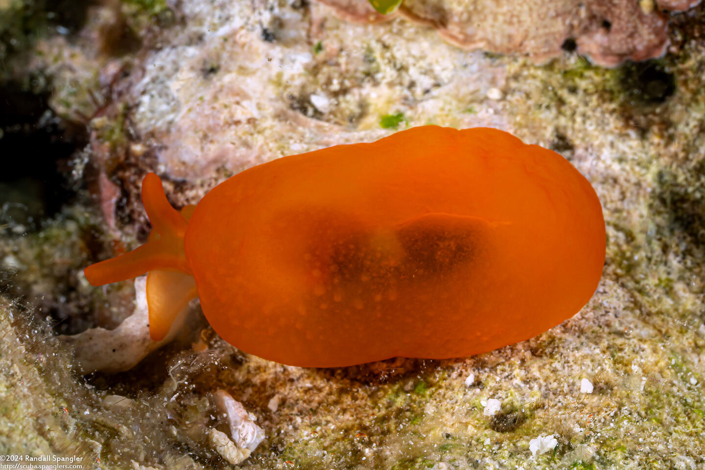 Berthellina delicata (Orange Gumdrop)