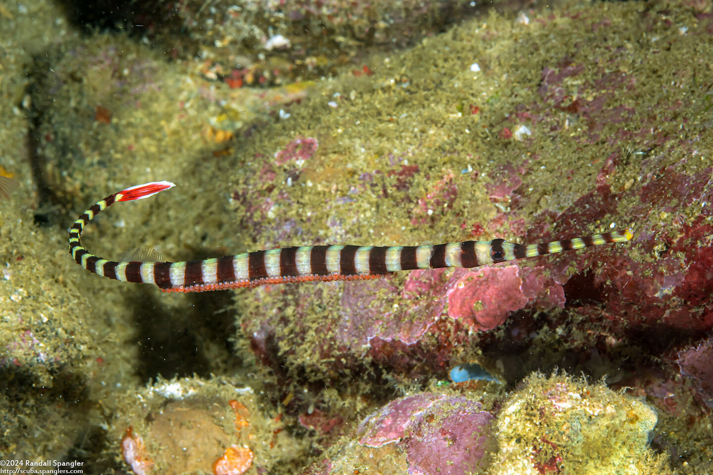 Dunckerocampus dactyliophorus (Ringed Pipefish)