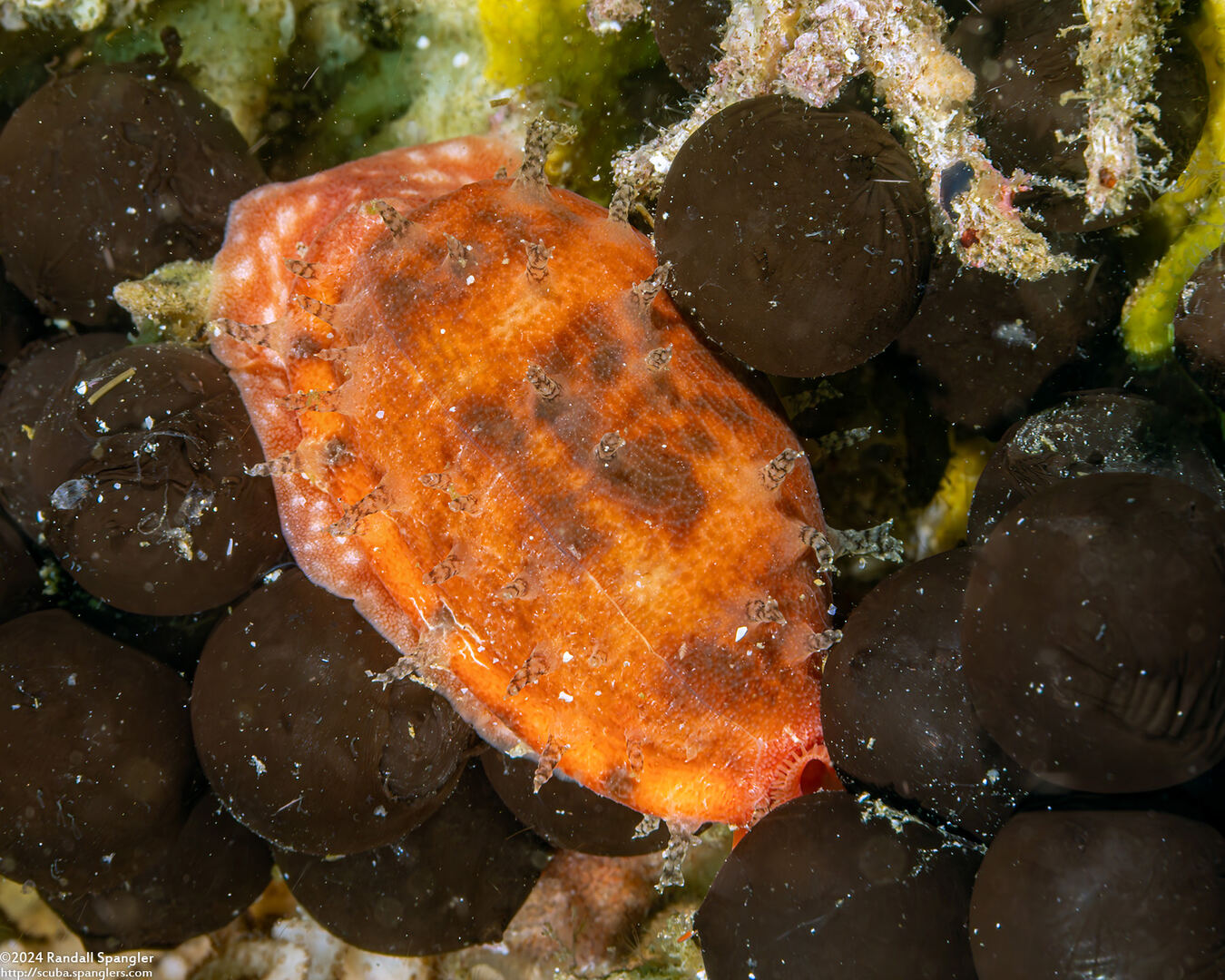 Talostolida teres (Tapering Cowry)