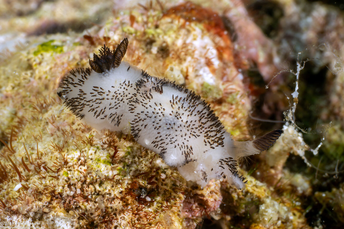 Jorunna funebris (Mourning Jorunna)