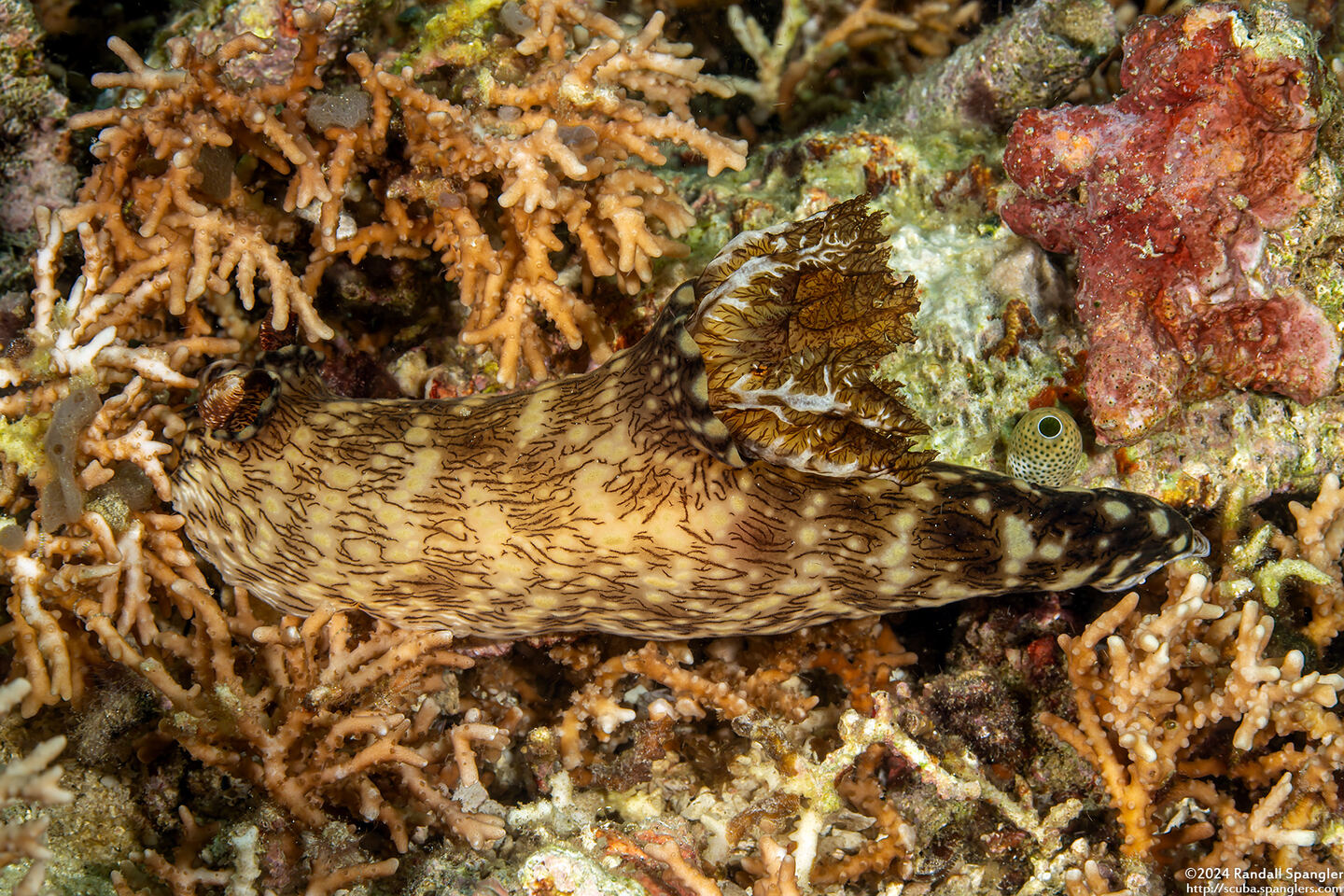 Jorunna rubescens (Red-Lined Jorunna)