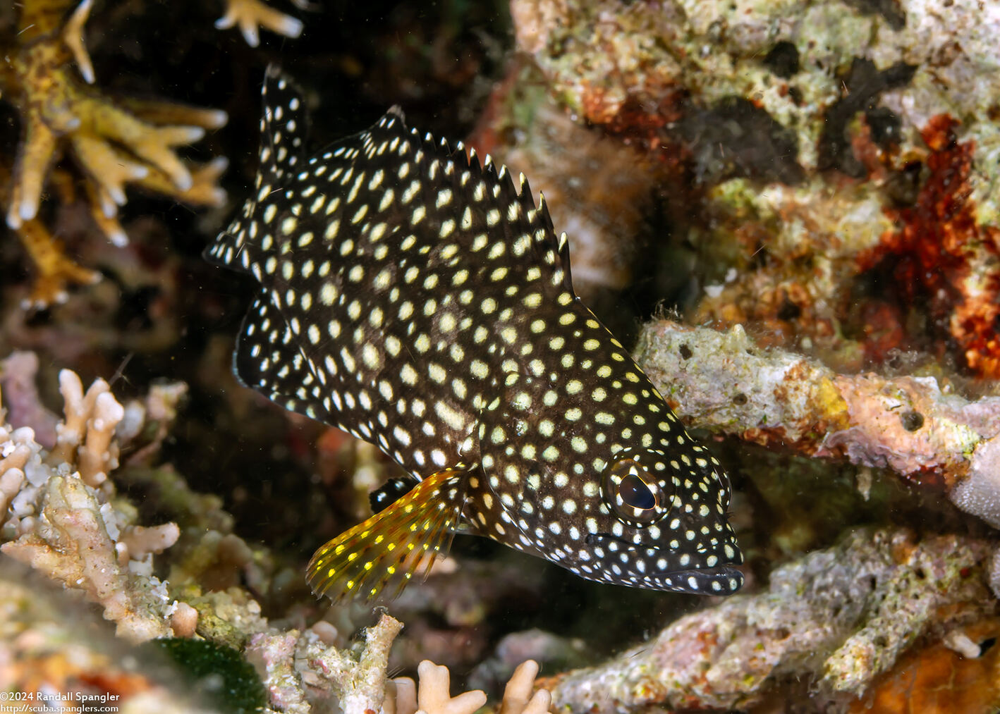 Epinephelus ongus (Speckledfin Grouper)