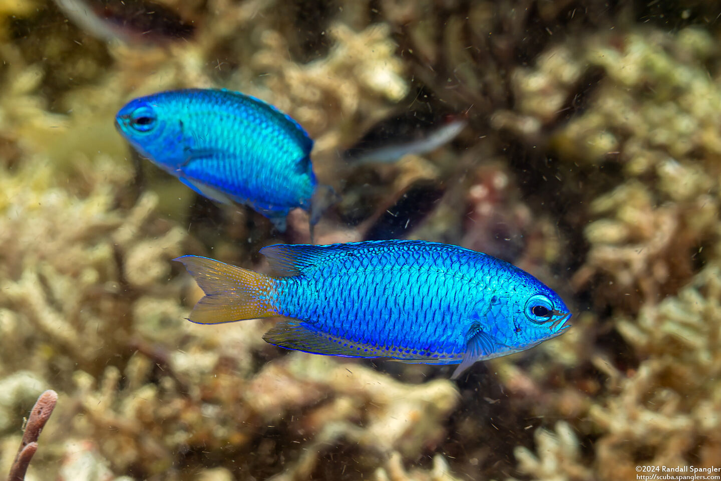 Pomacentrus pavo (Blue Damsel)