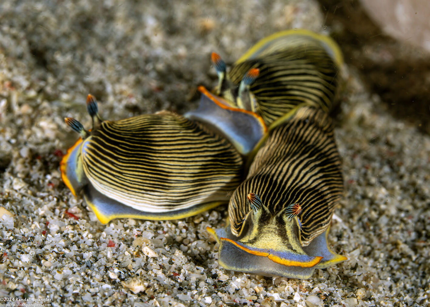 Armina semperi (Semper's Armina)