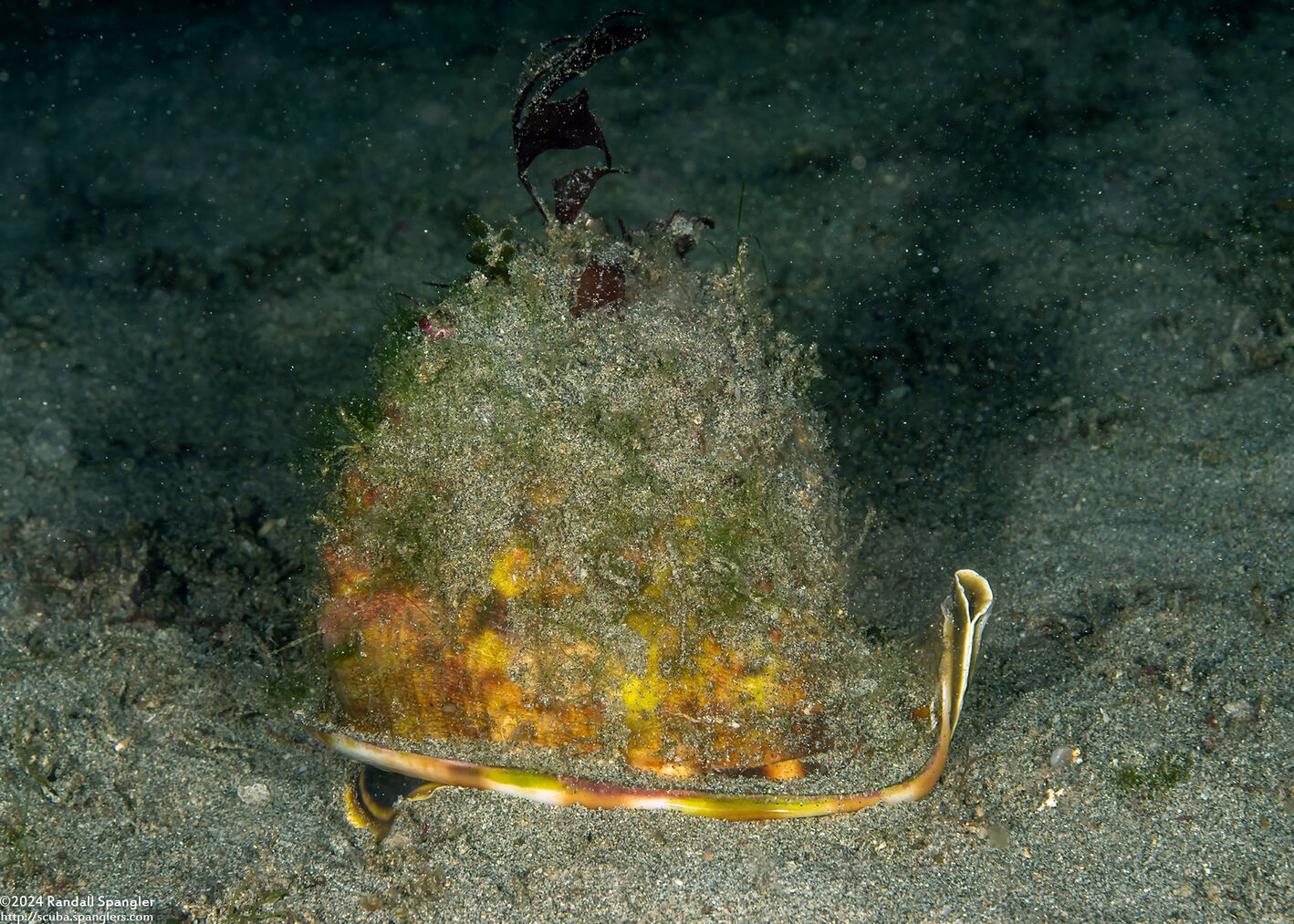 Cassis cornuta (Horned Helmet)