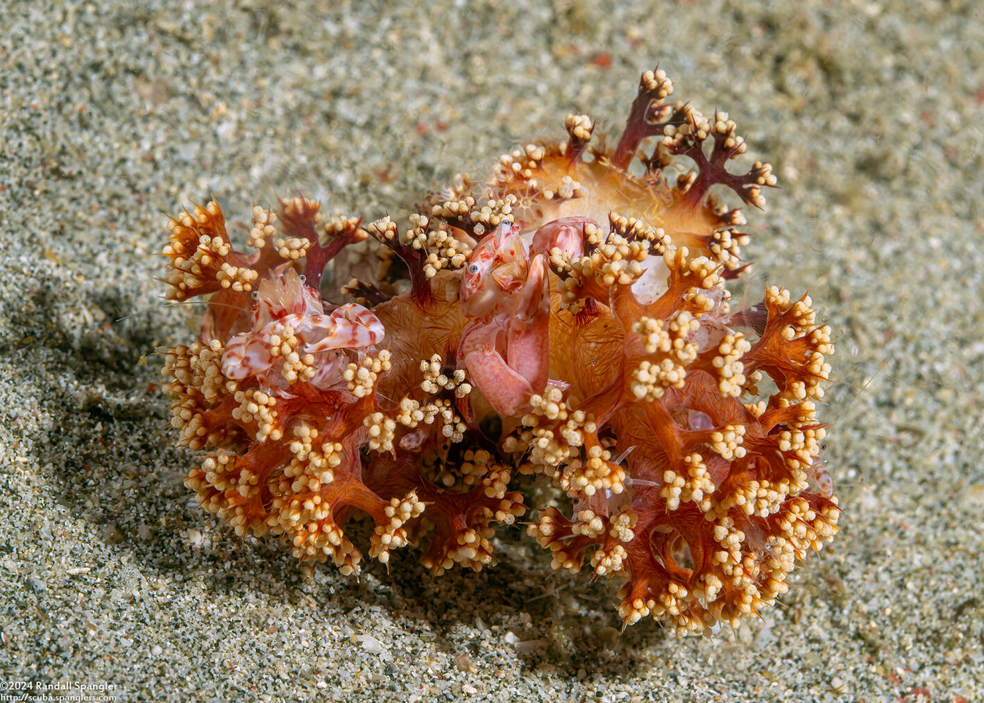 Lissoporcellana quadrilobata (Four-Lobed Porcelain Crab)