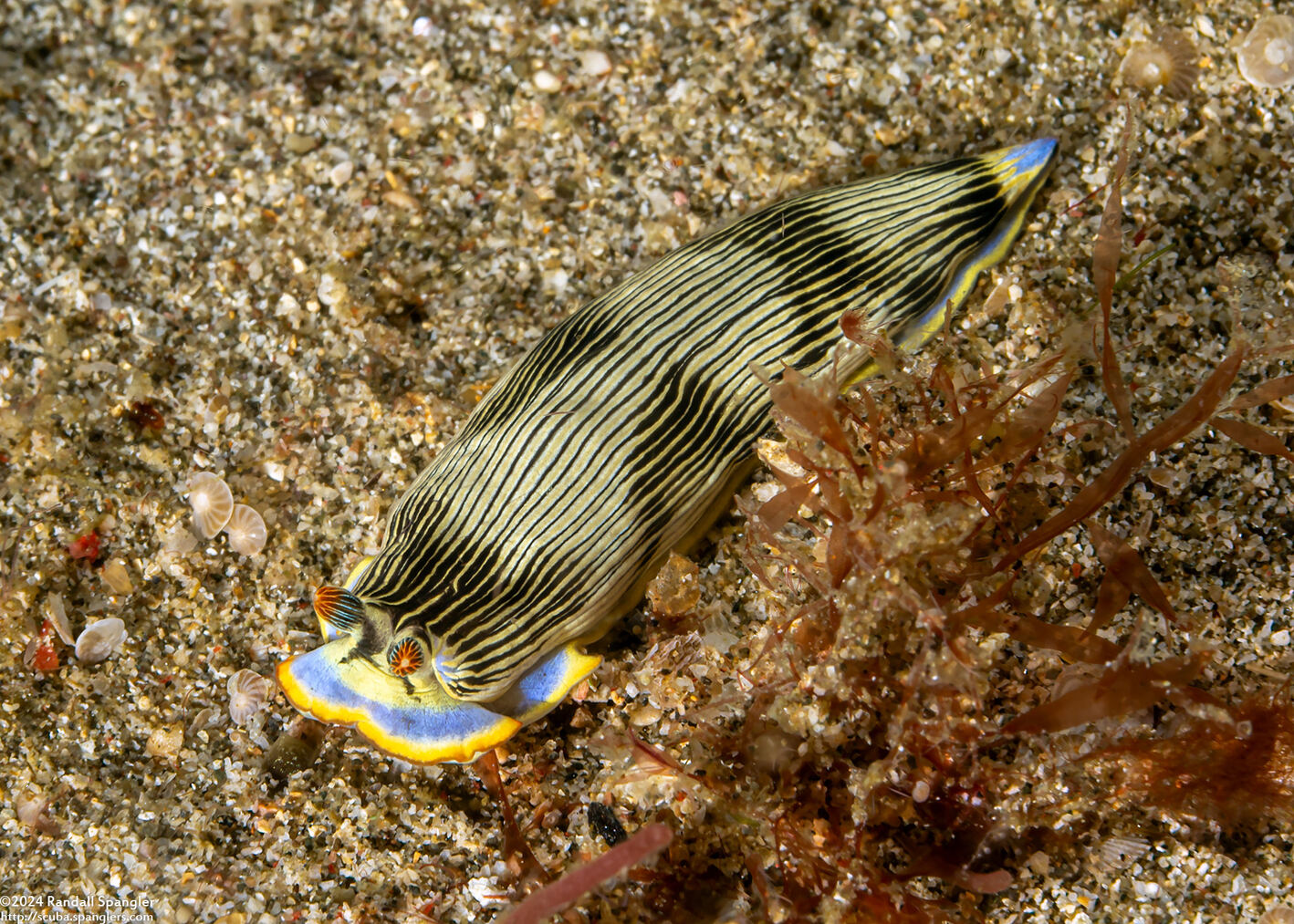 Armina semperi (Semper's Armina)