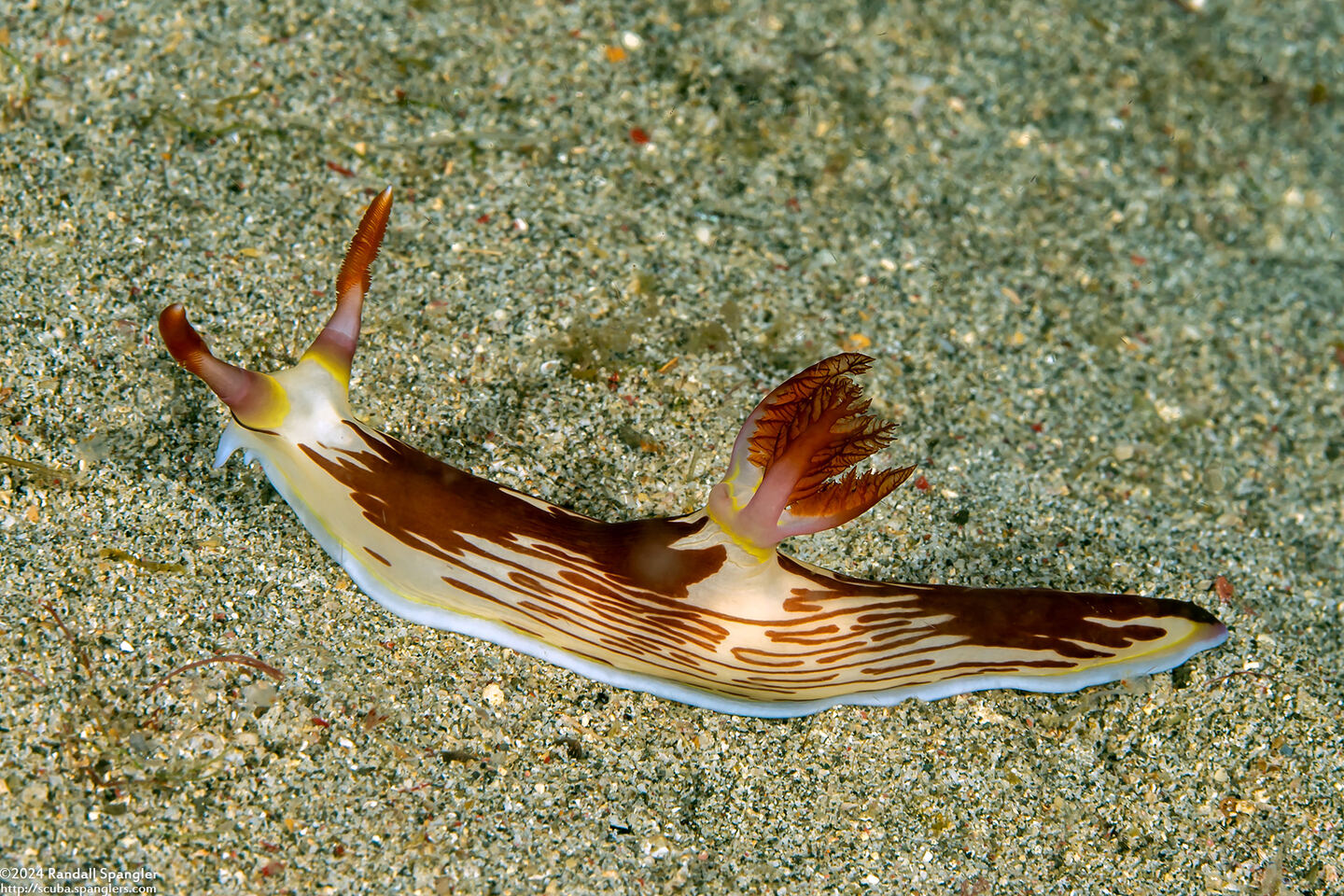 Nembrotha lineolata (Lined Nembrotha)