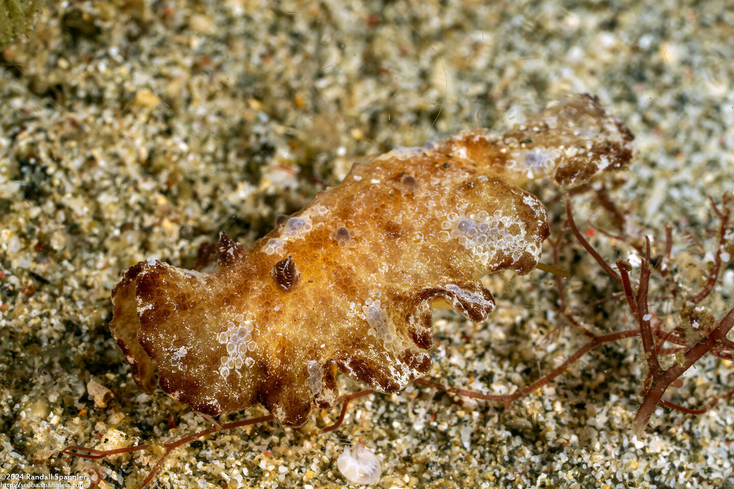 Discodoris cebuensis (Cebu Discodoris)