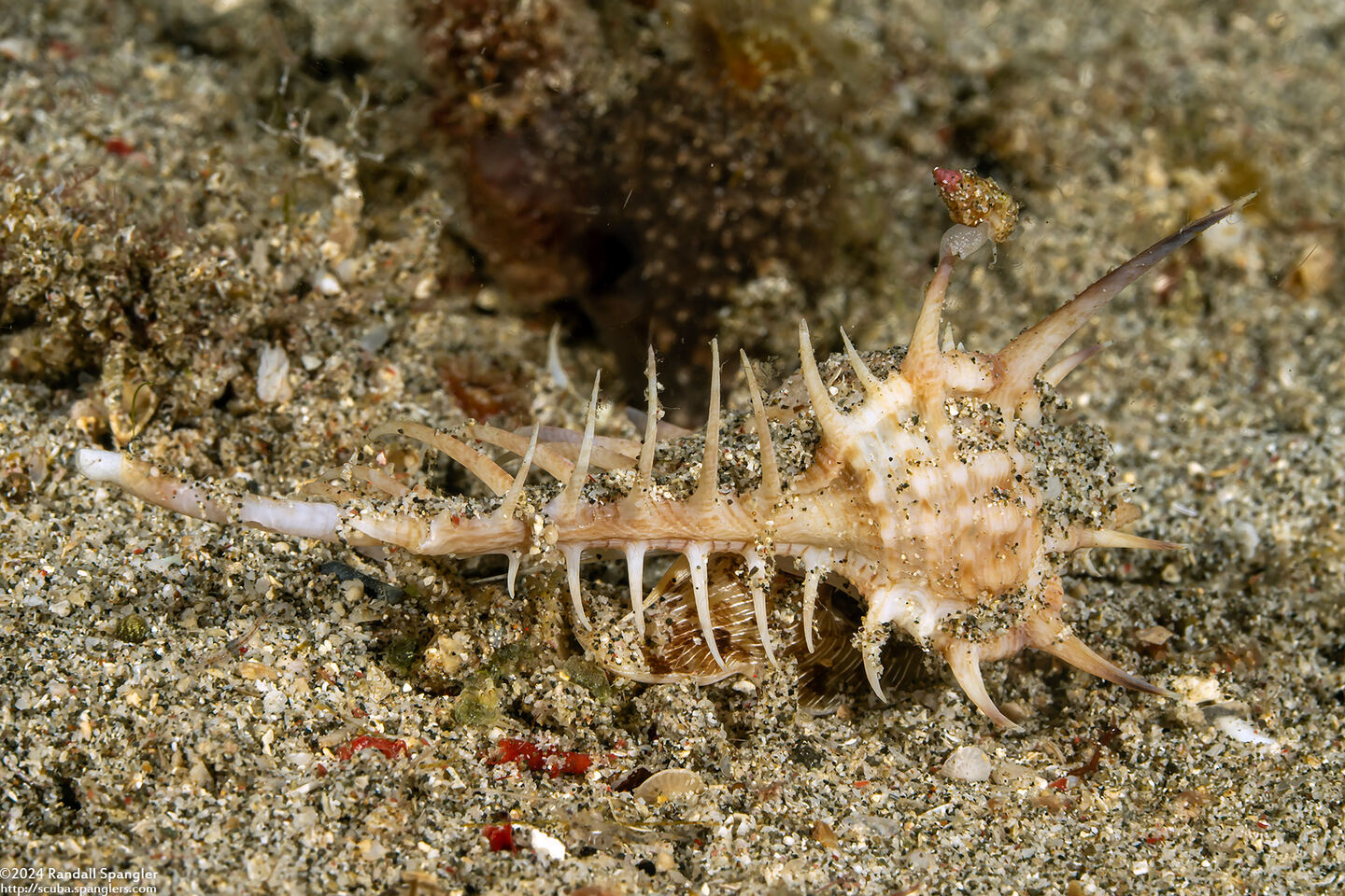 Murex ternispina (Tipped Murex)