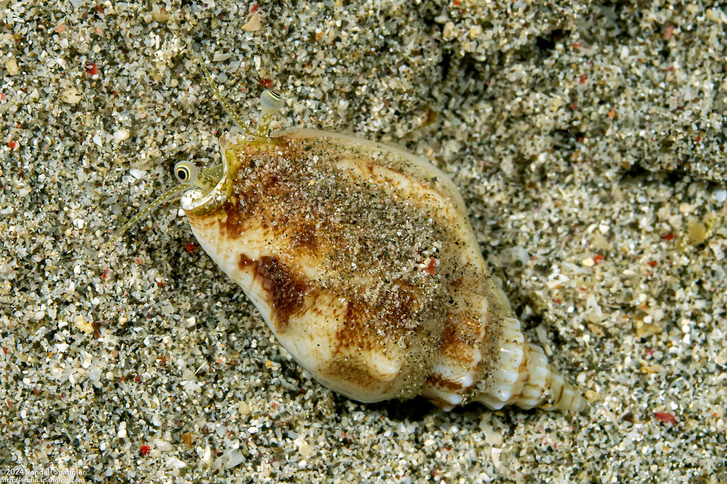Canarium erythrinum (Lavender-Mouth Conch)