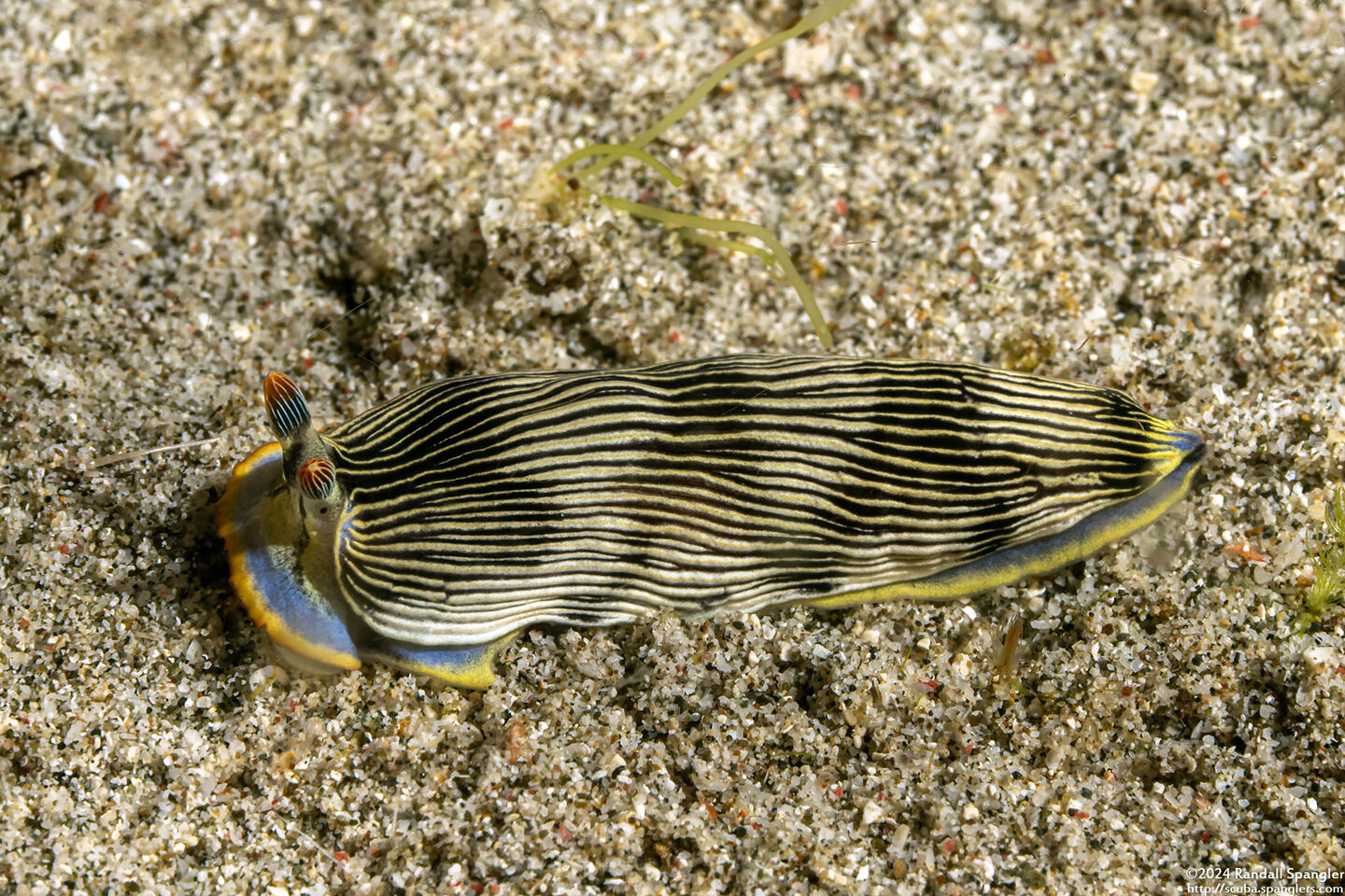 Armina semperi (Semper's Armina)