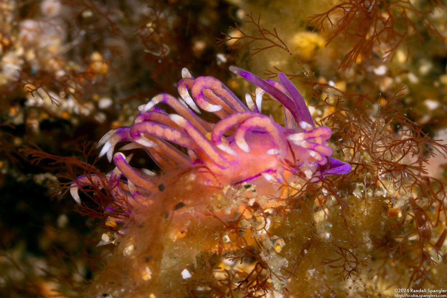 Unidentia angelvaldesi (Unidentia Angelvaldesi)