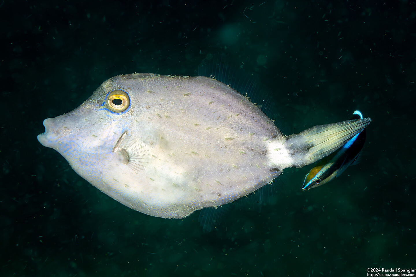Cantherhines fronticinctus (Spectacled Filefish)
