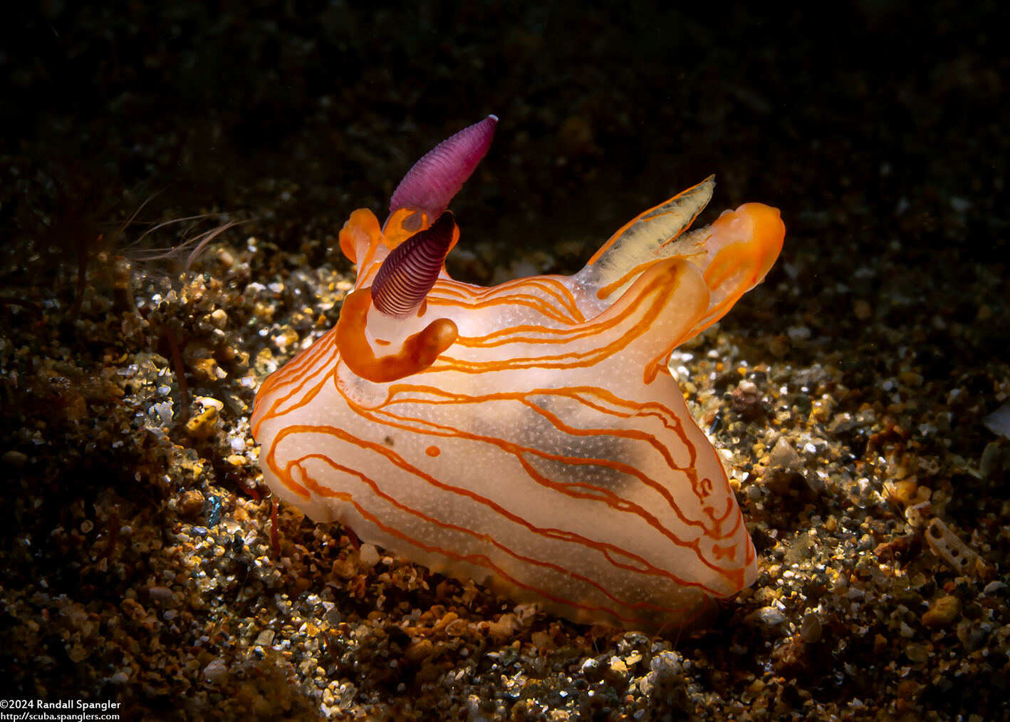 Thecacera sp.2 (Orange-Lined Thecacera)