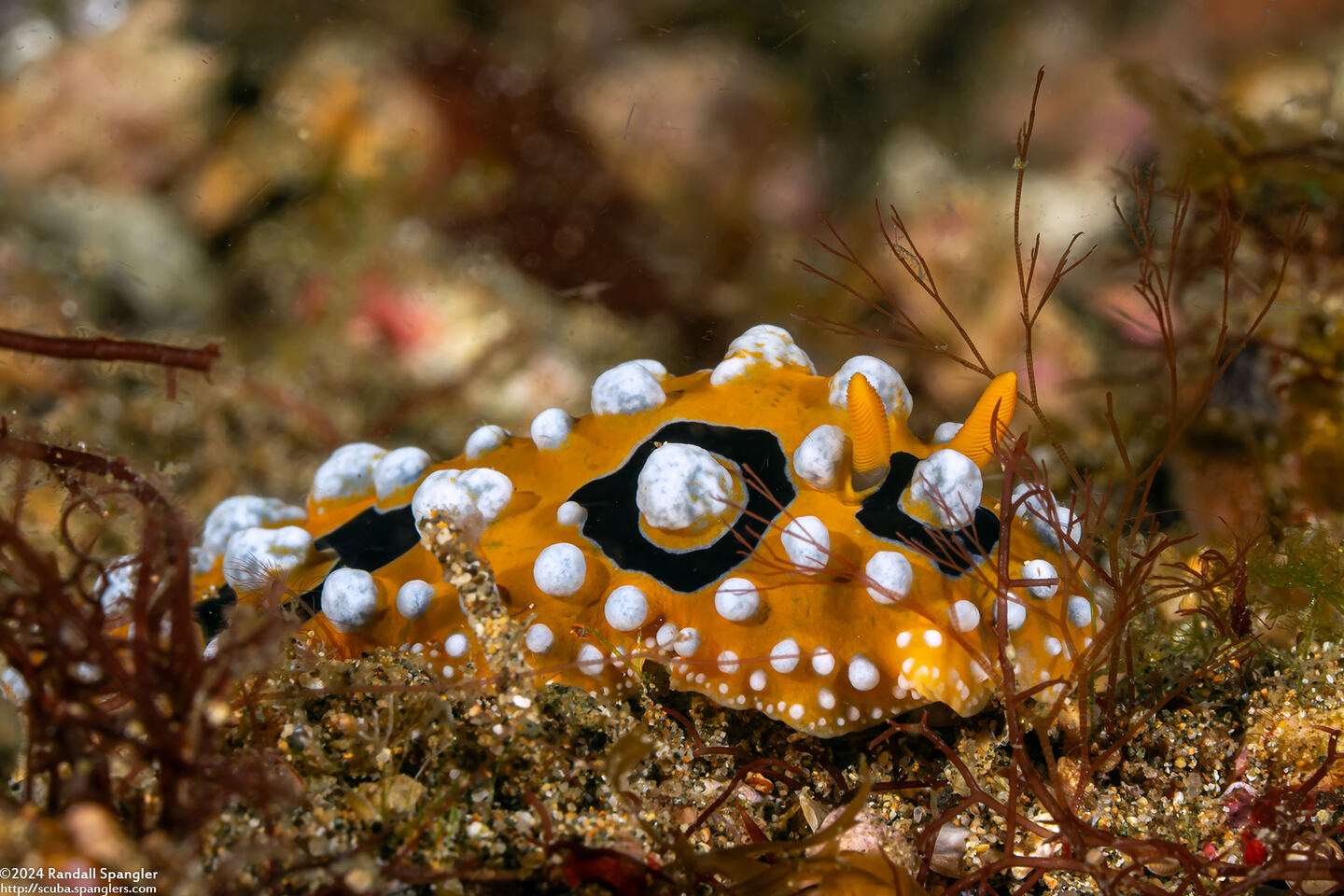 Phyllidia ocellata (Ocellated Phyllidia)