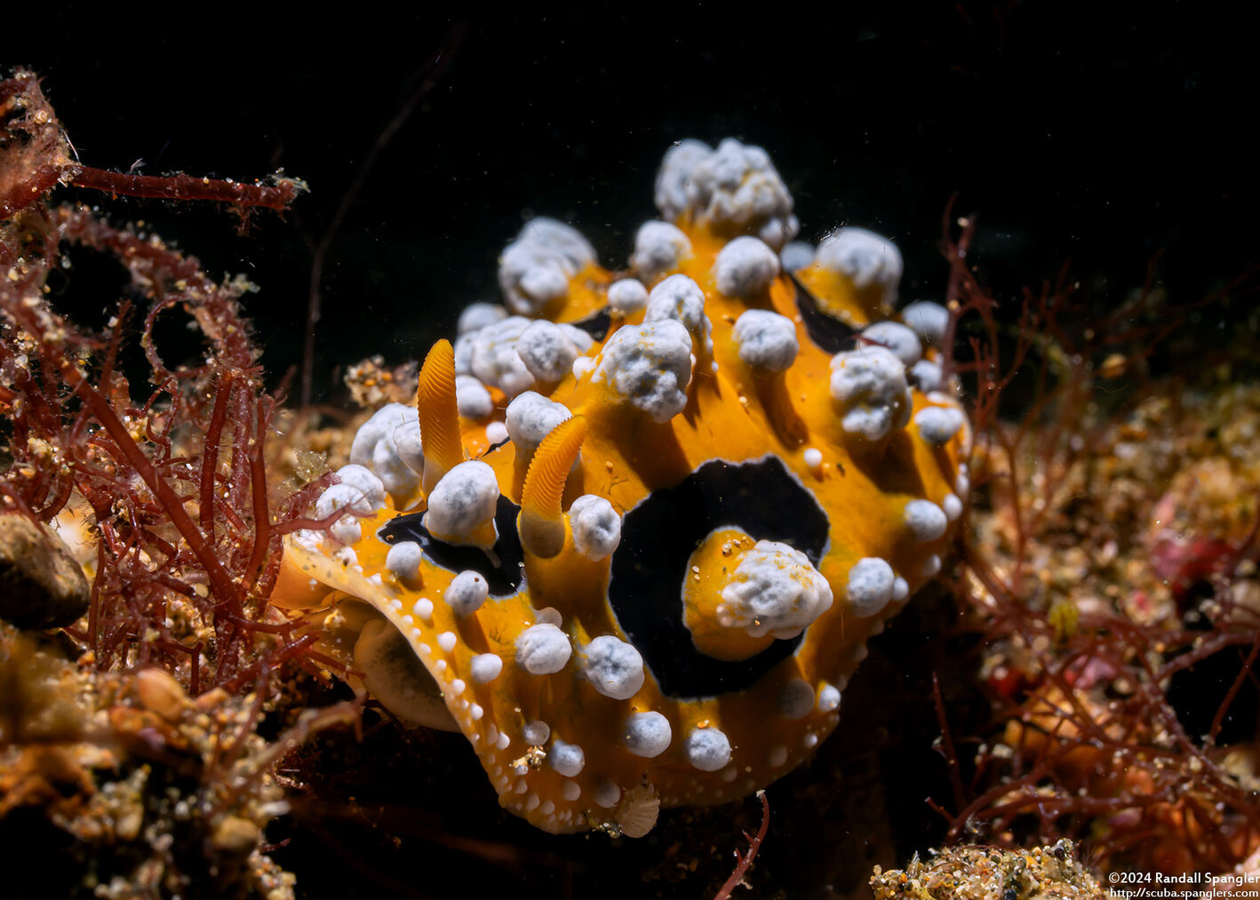 Phyllidia ocellata (Ocellated Phyllidia)