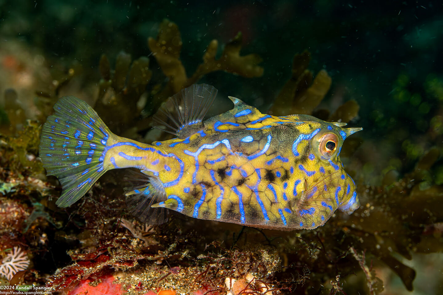 Lactoria fornasini (Thornback Cowfish)