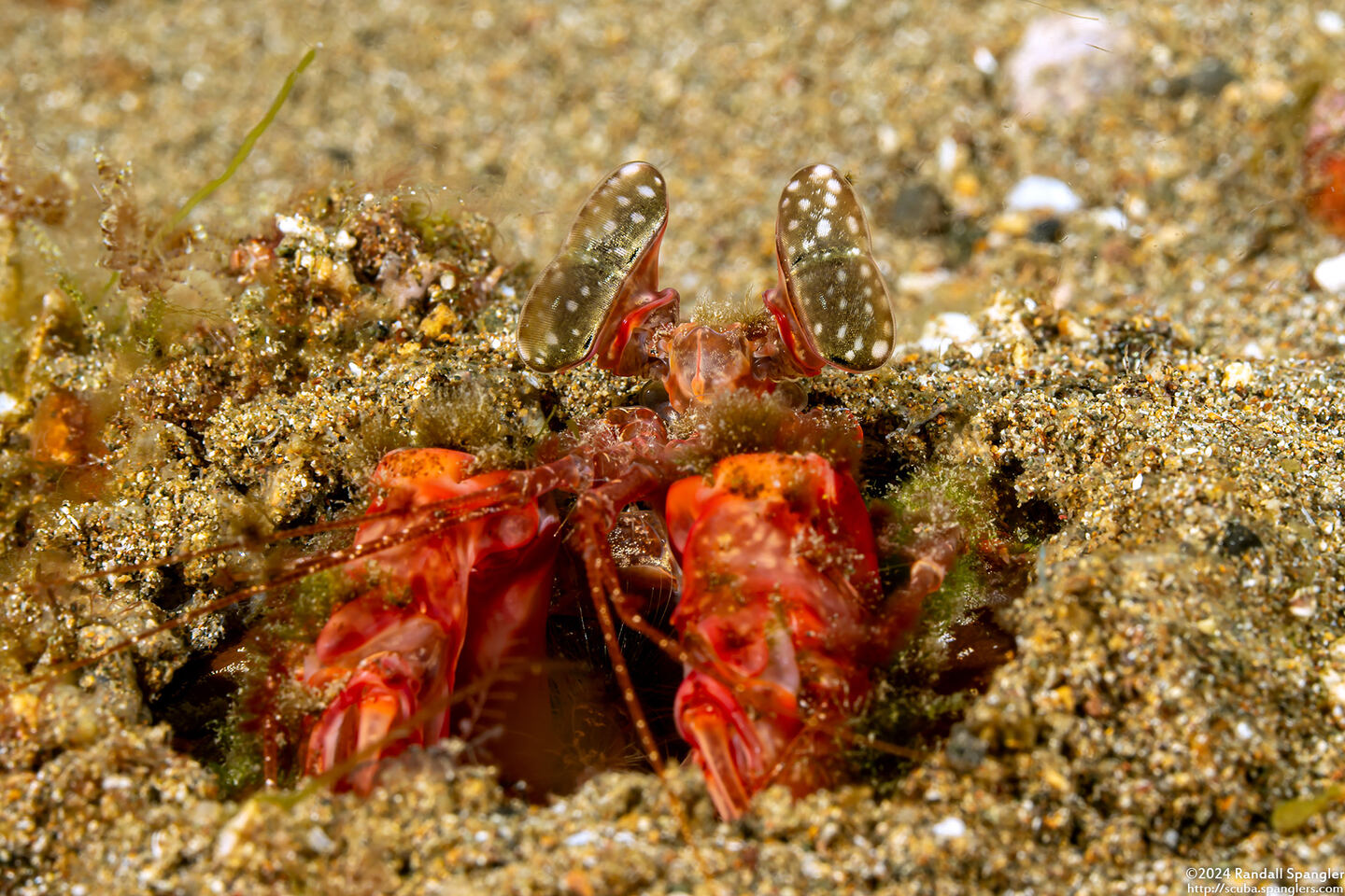 Lysiosquilla lisa (Lisa's Mantis Shrimp)