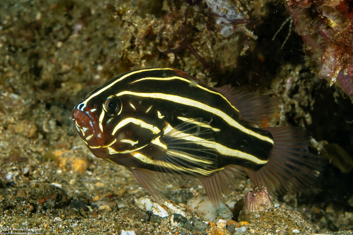 Grammistes sexlineatus (Six-Lined Soapfish)