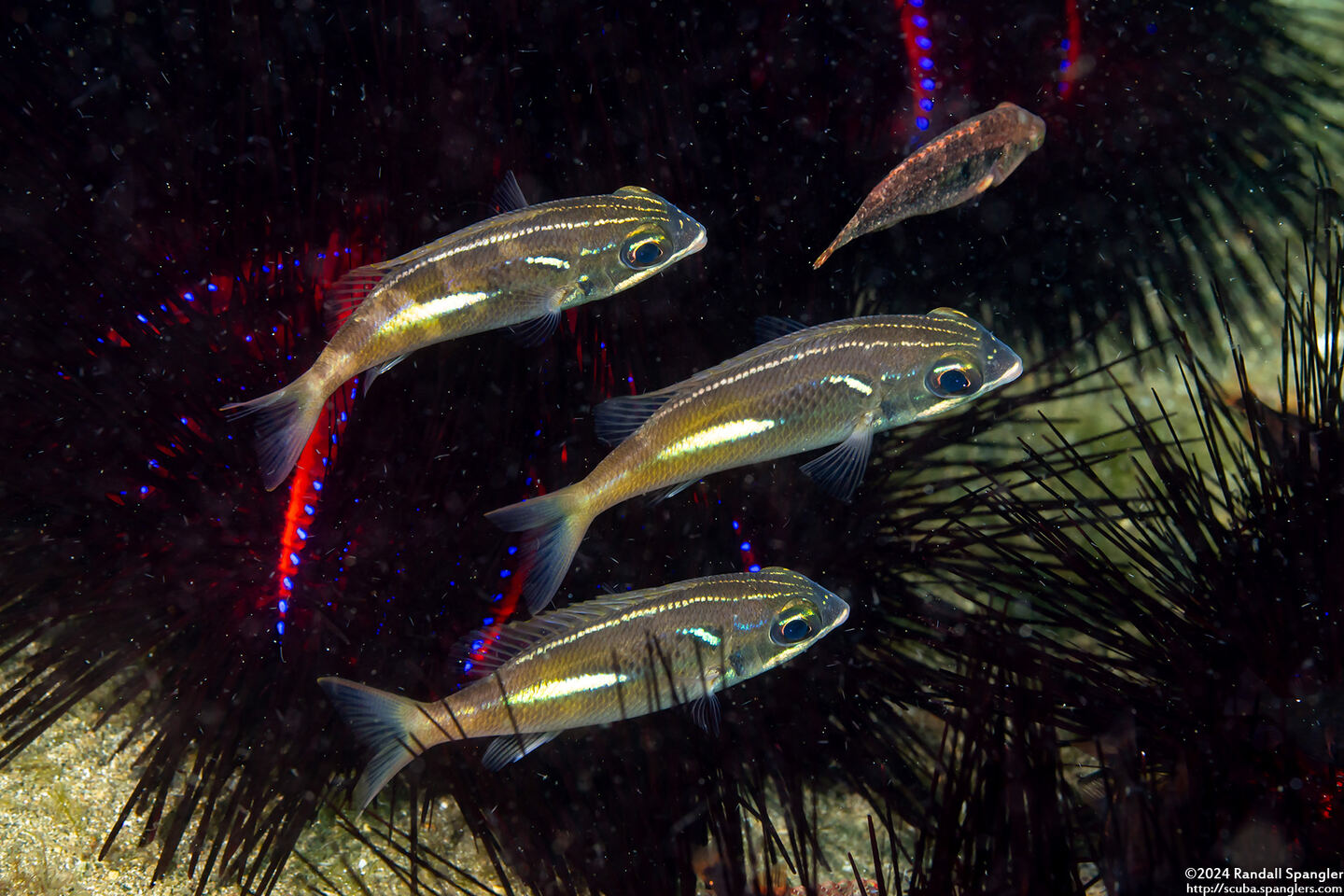 Scolopsis xenochrous (Pearl-Streaked Monocle Bream); Juveniles hiding in urchins