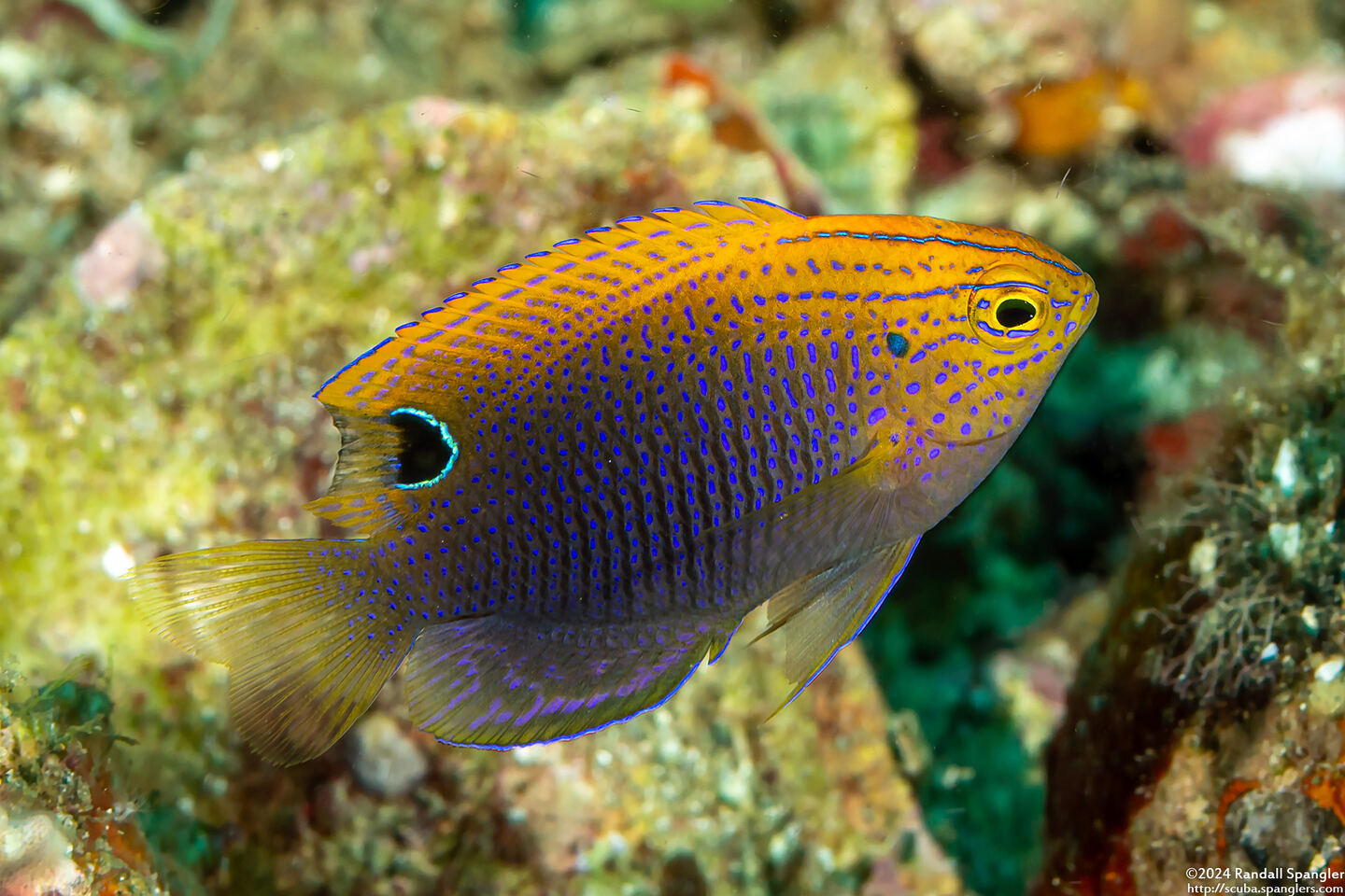 Pomacentrus vaiuli (Princess Damsel)