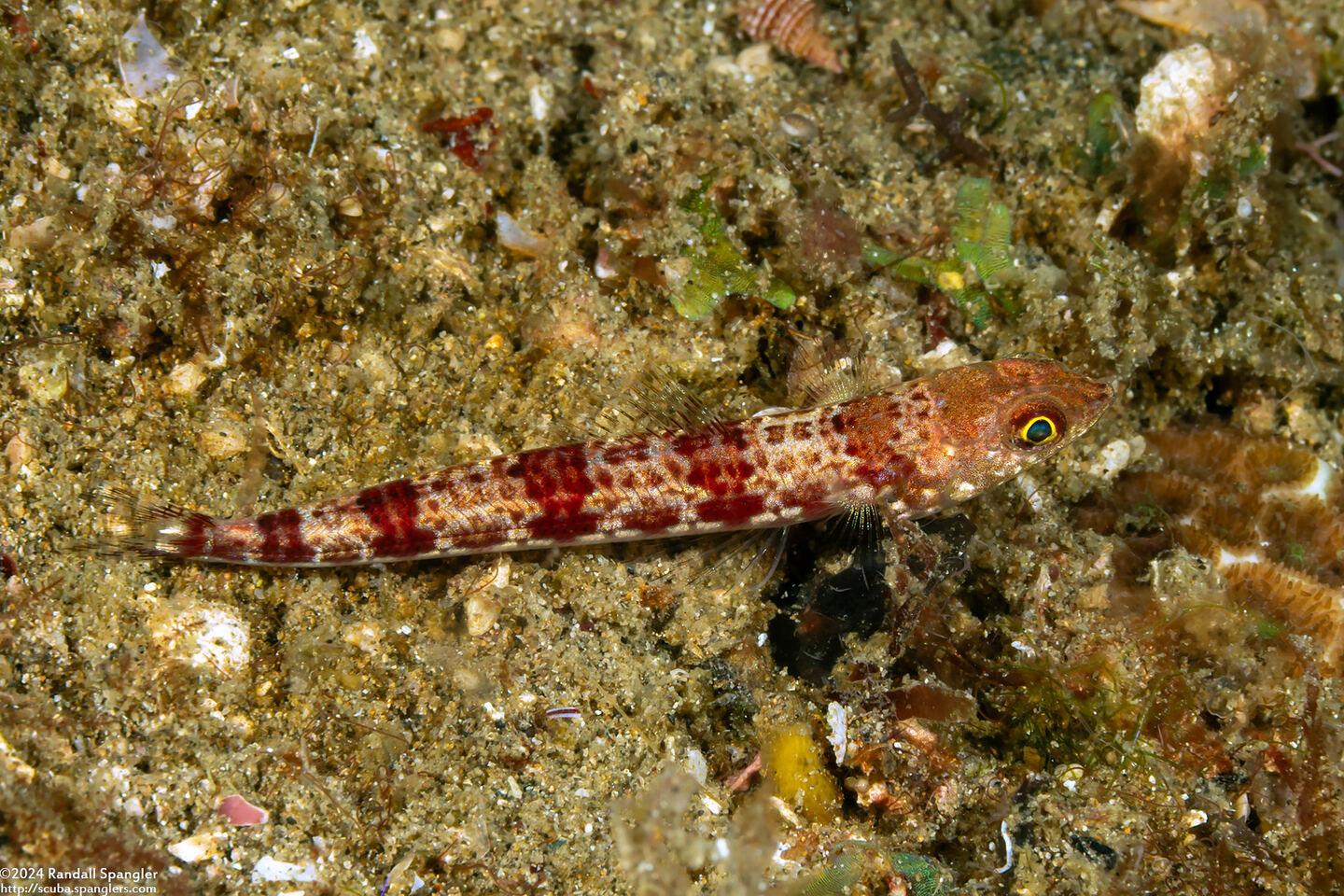 Synodus binotatus (Twospot Lizardfish)