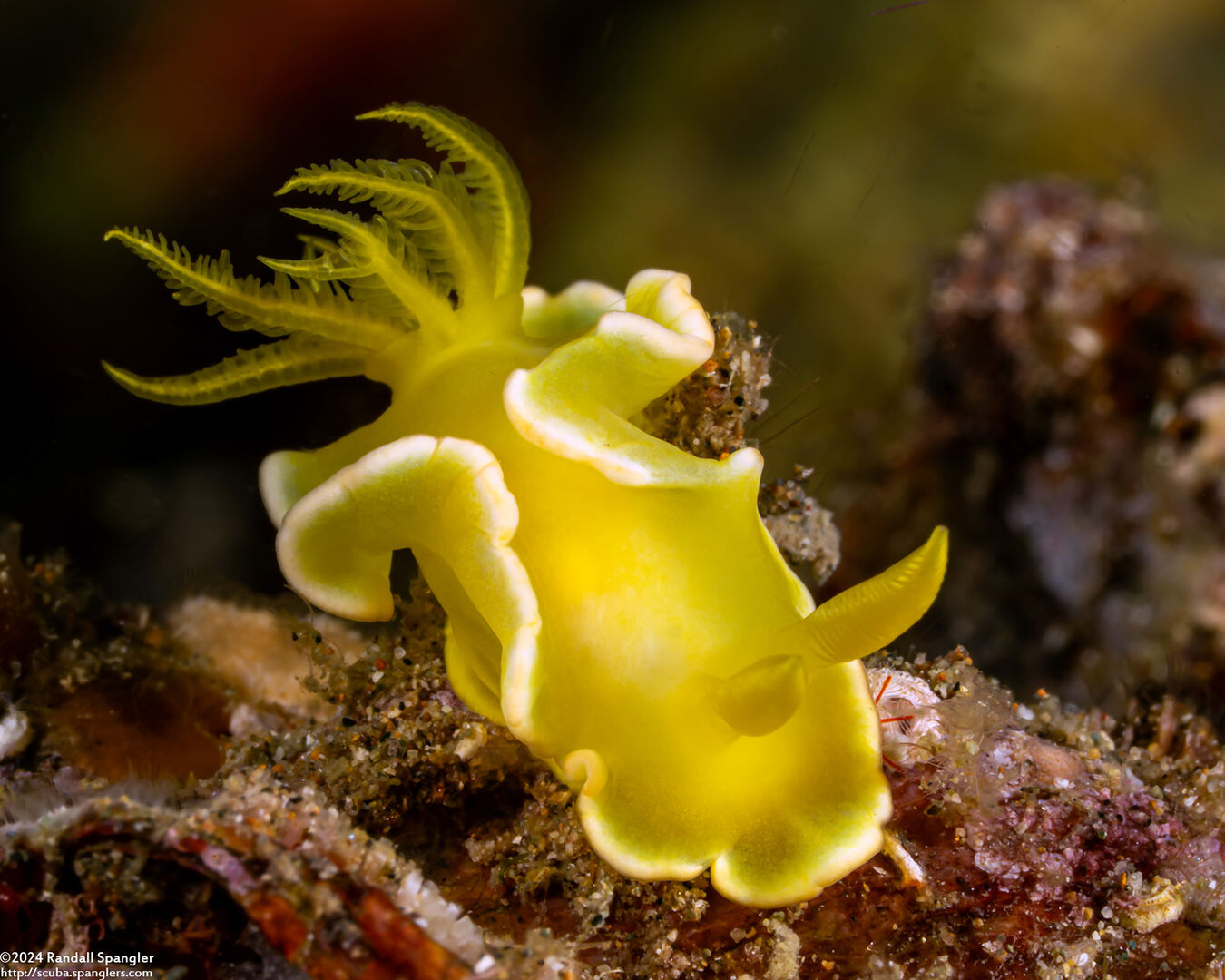 Diversidoris crocea (Saffron Diversidoris)