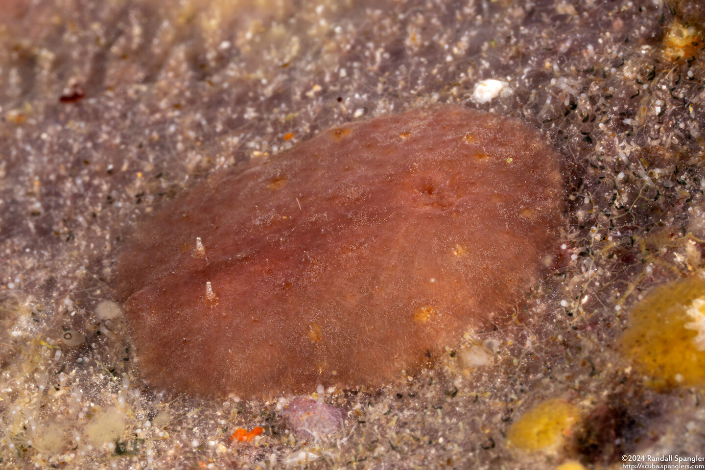 Asteronotus mimeticus (Mimic Asteronotus)