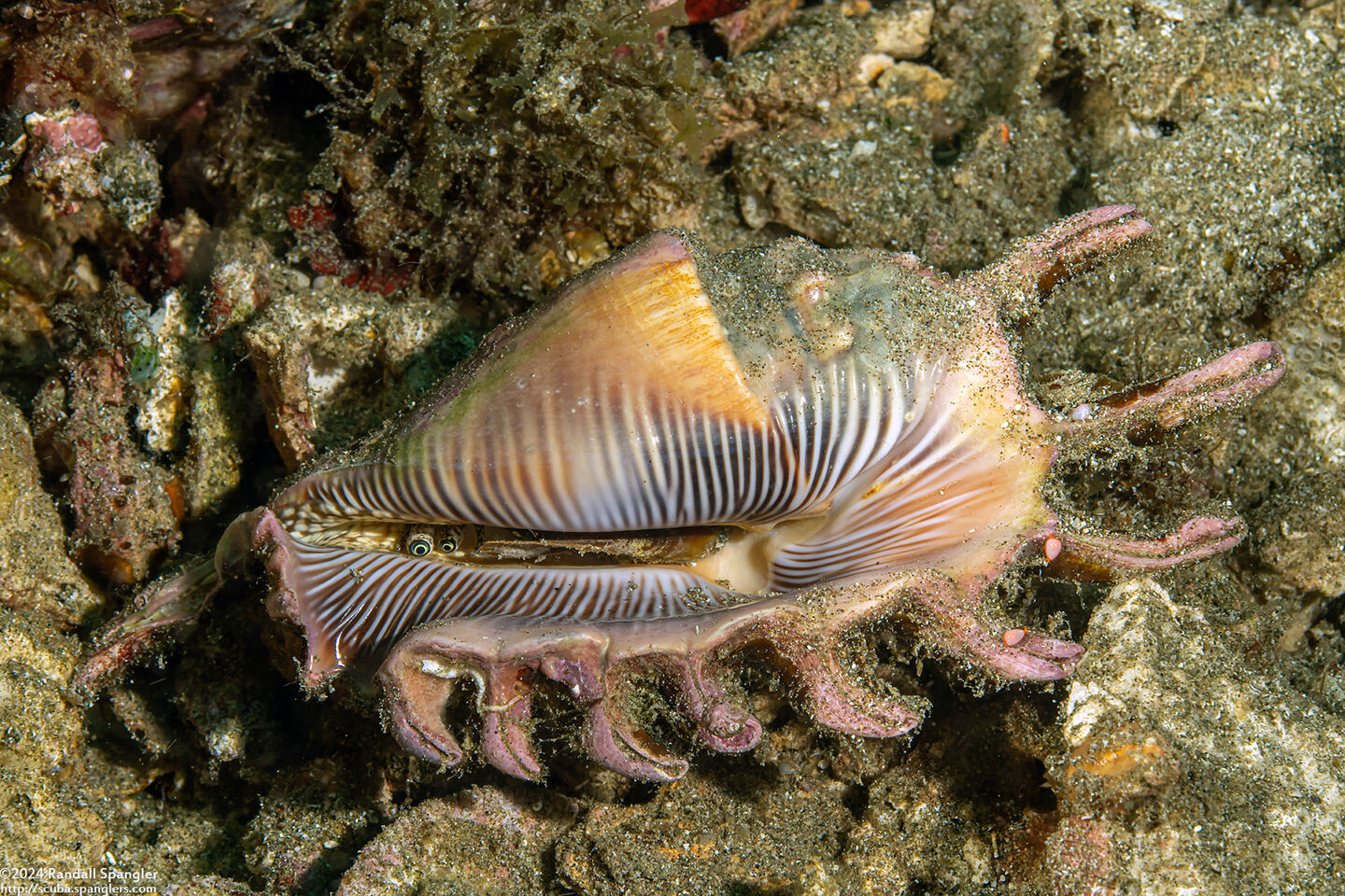 Lambis scorpius (Scorpion Spider Conch)