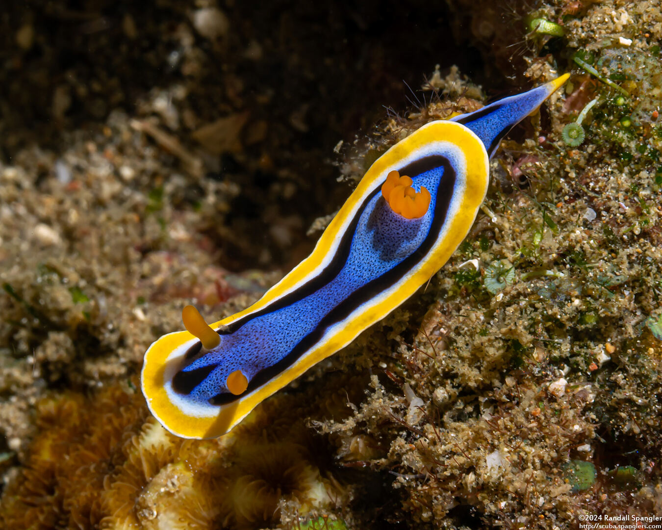 Chromodoris annae (Anna's Chromodoris)