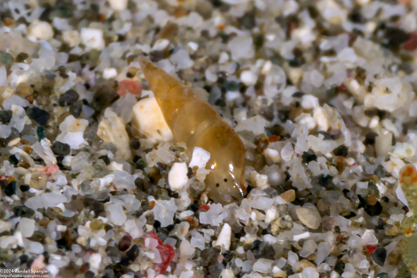 Melanella sp.1 (Melanella sp.1)