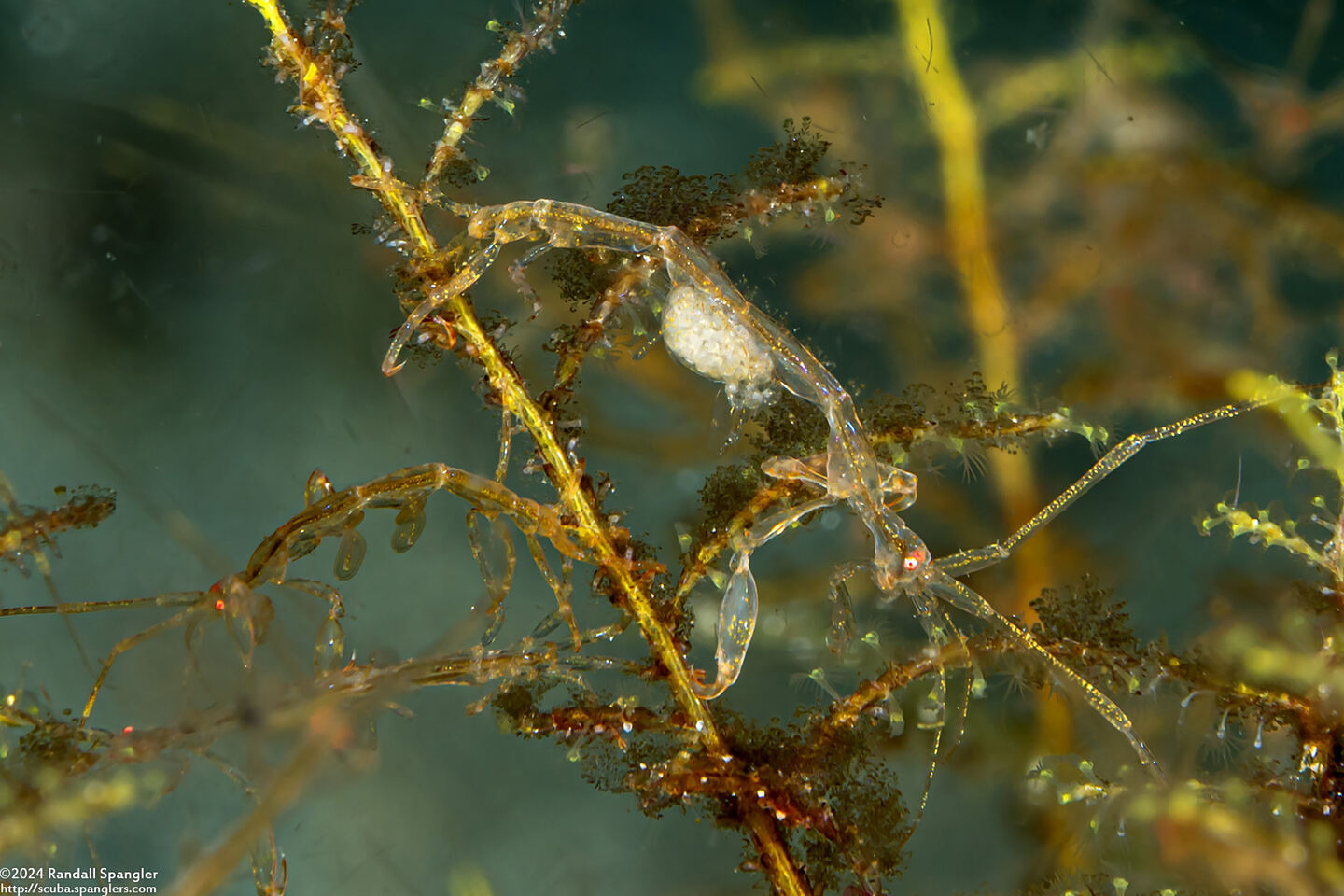 Caprella sp.1 (Skeleton Shrimp); Carrying eggs