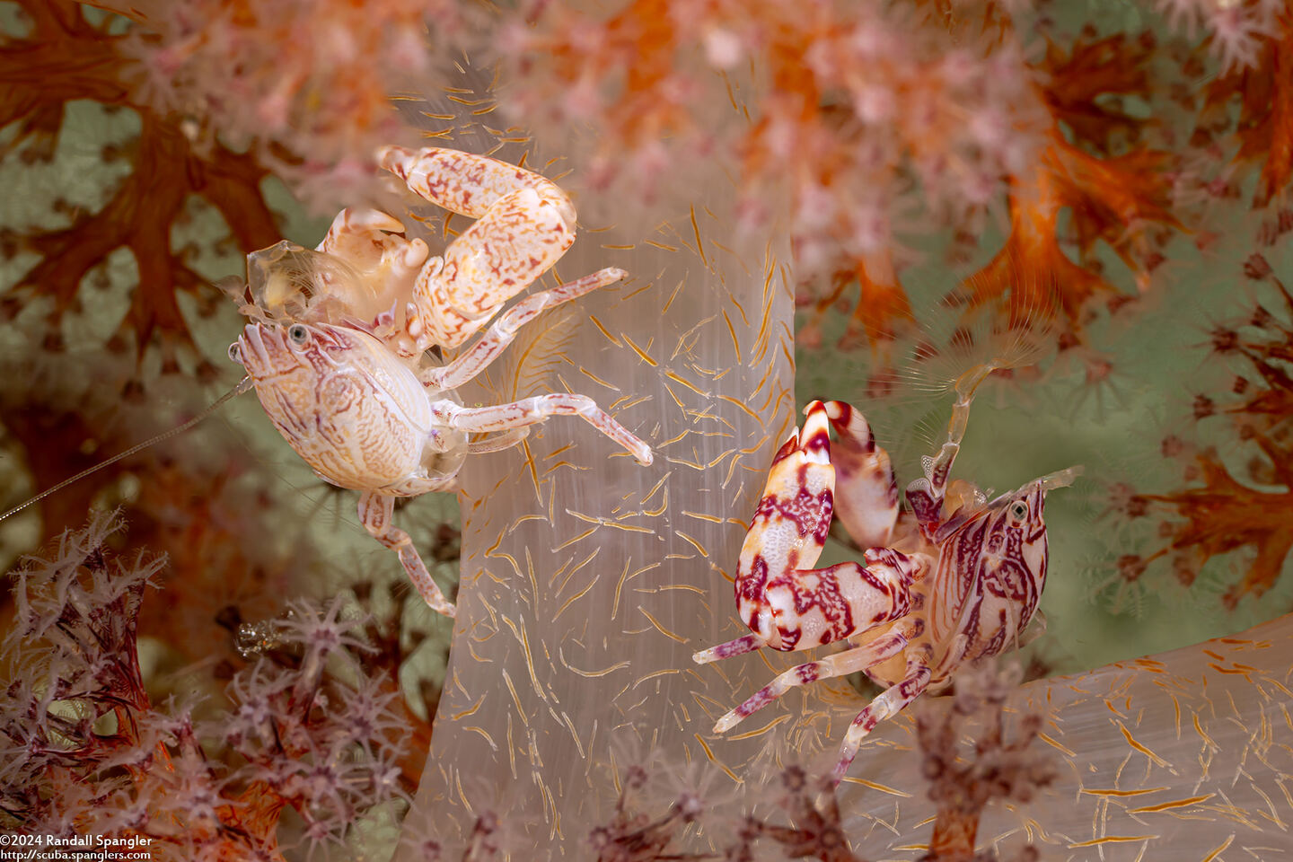 Lissoporcellana quadrilobata (Four-Lobed Porcelain Crab)